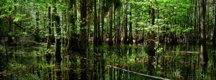 Green Green Swamp, 2010