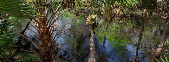 Fallen Palm, 2010