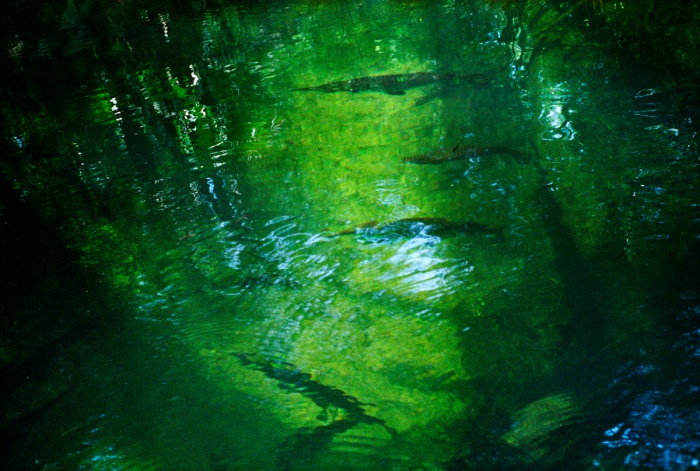 Green Gars, 2010