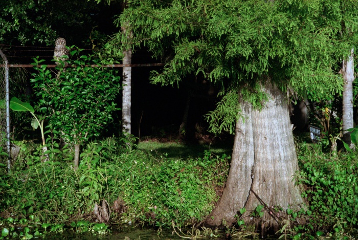 Owl, 2010