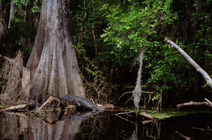 Two Gators, 2010