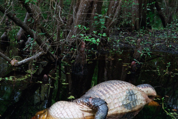 Dead Gator, 2010