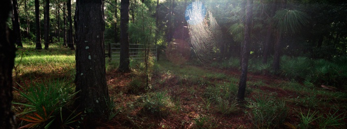 Spider Web, 2011