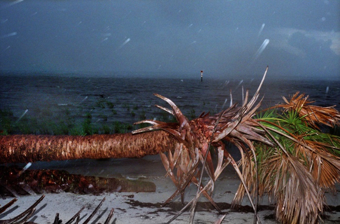 Fallen Palm at MacDill, 2011